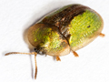 Cassida vibex